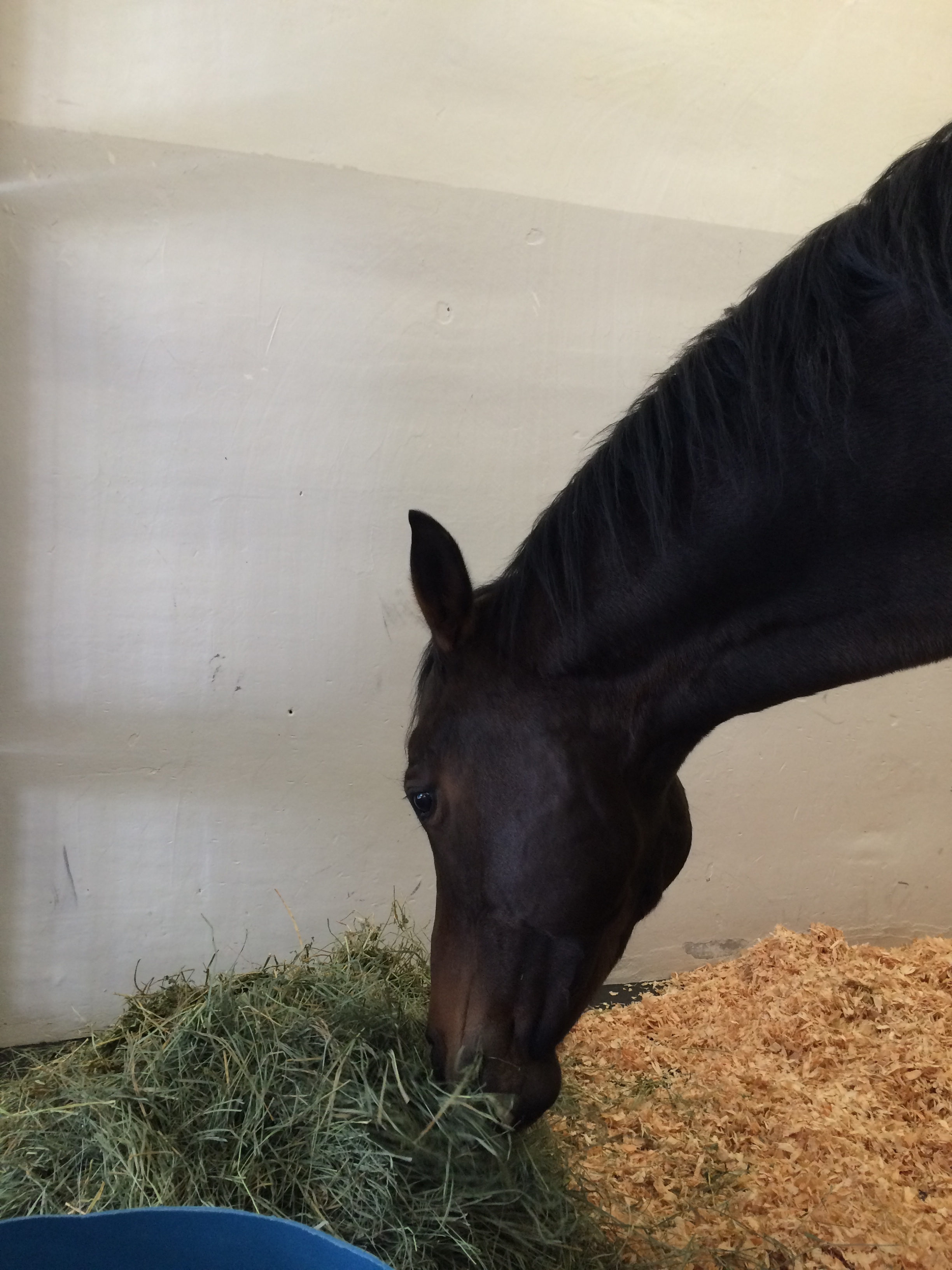 Enjoying some of eastern Washington's finest hay.