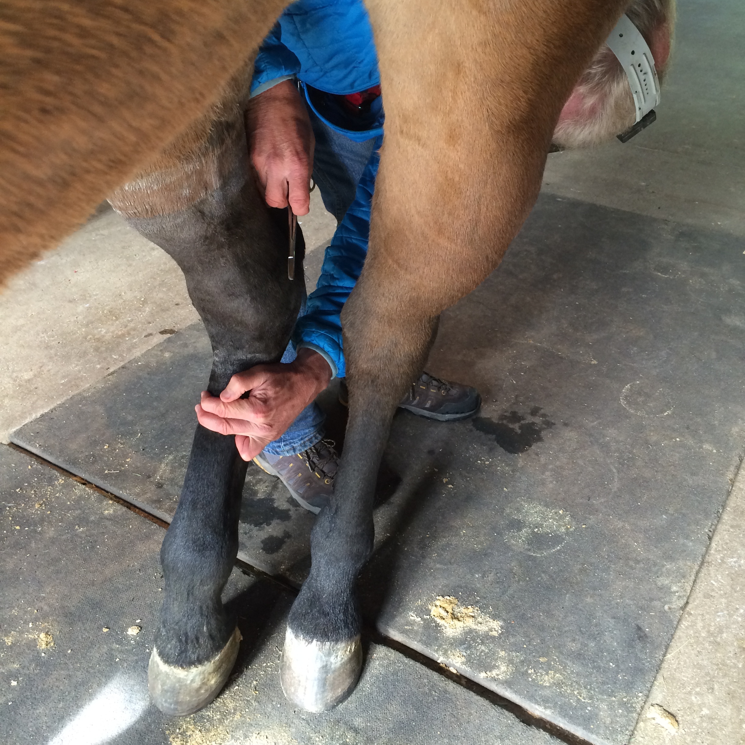 Dr. Thorne removing stitches.