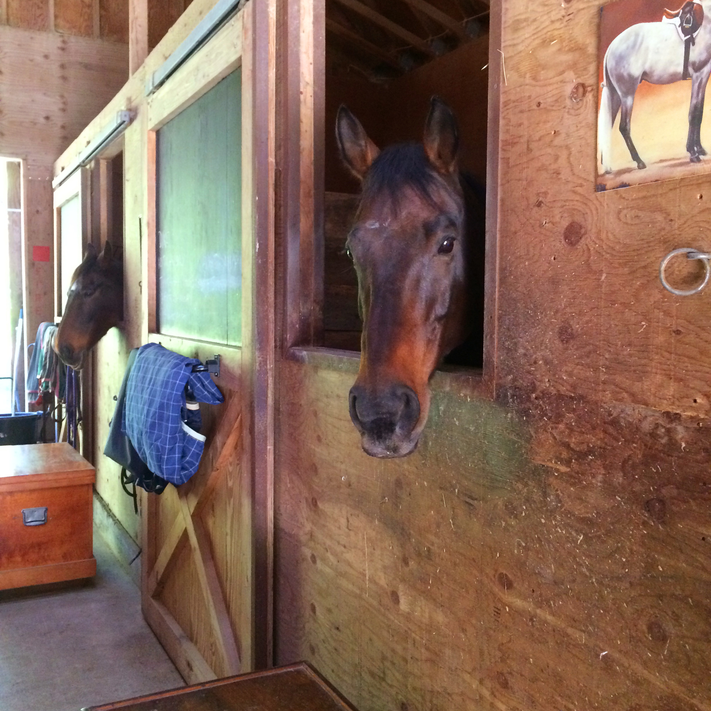 Duke beginning stall rest at Paxhia Farm.