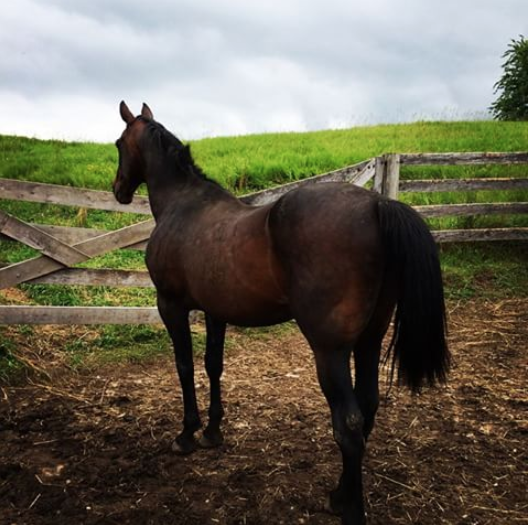 Screen Shot 2018-06-15 at 12.57.46 PM.png