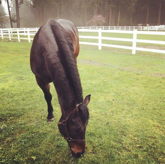 Screen Shot 2018-06-15 at 1.07.15 PM.png