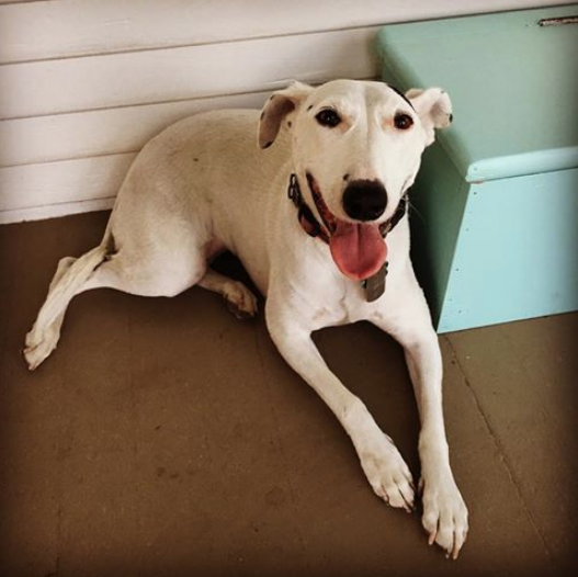 Screen Shot 2018-06-15 at 1.11.29 PM.png