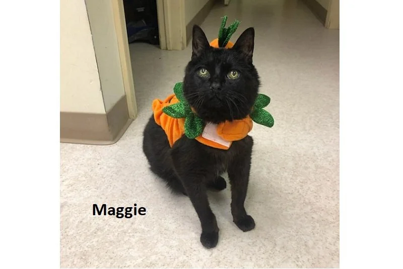 Maggie resized.jpg