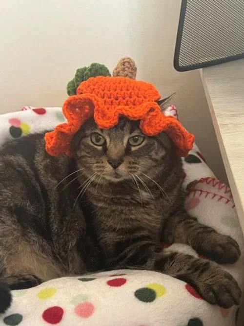  Porch Kitty in her crochet pumpkin hat. How cute!  