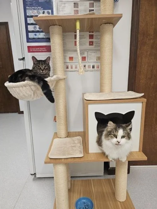  Porch Kitty and Dawn hanging out in their cat tree. If they are not in reception there is a good chance they are sleeping the day away here!  