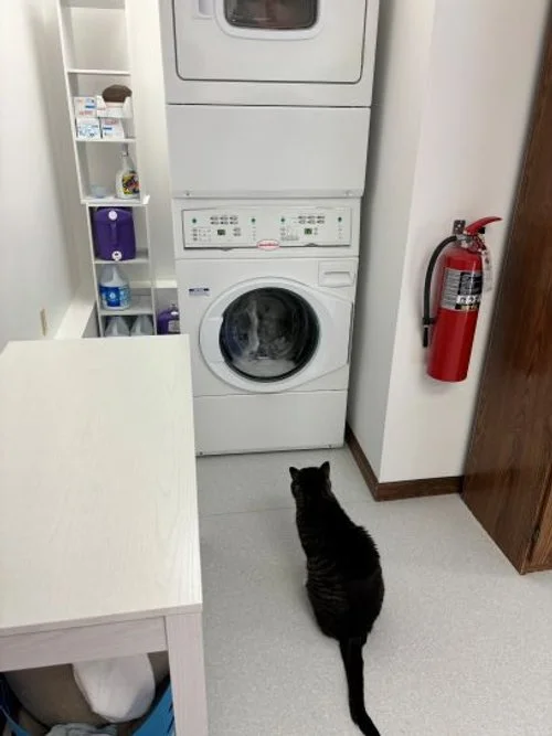  Max waching cat TV! AKA the washing machine 