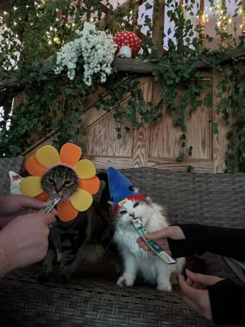  Porch Kitty and Dawn dressed up for the enchanted forest.  