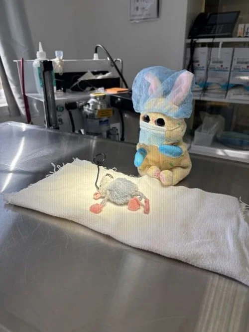  Zhu Zhu hard at work with Laura for the day.  