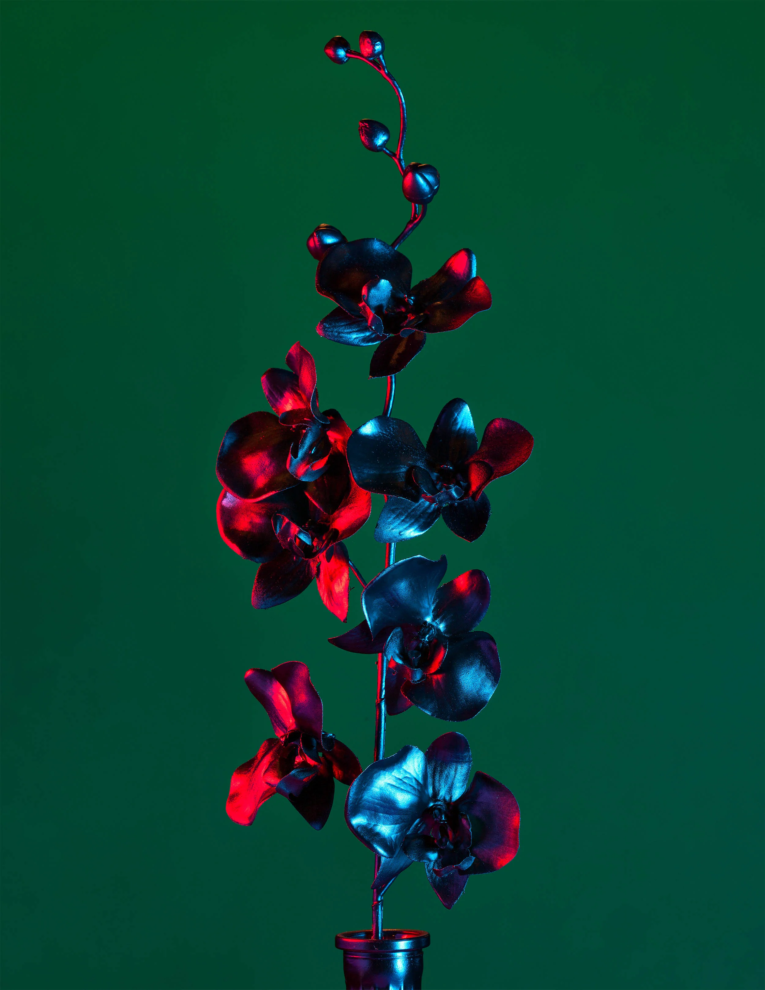 Floral Study #5