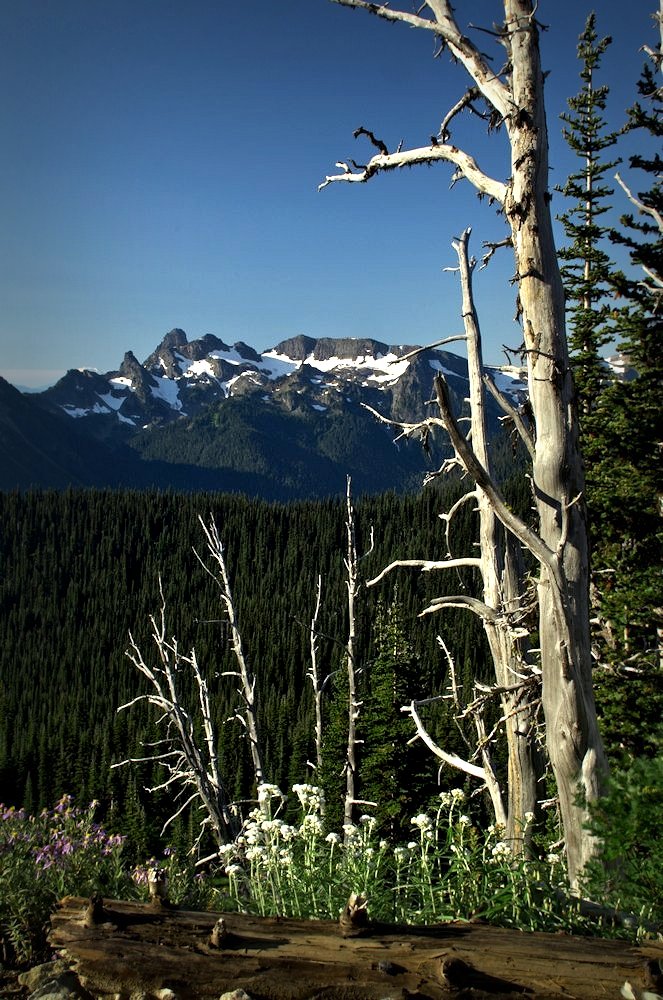 Cowlitz Chimneys and Snags. Mount Rainier National Park, Washington State. Purchase Options