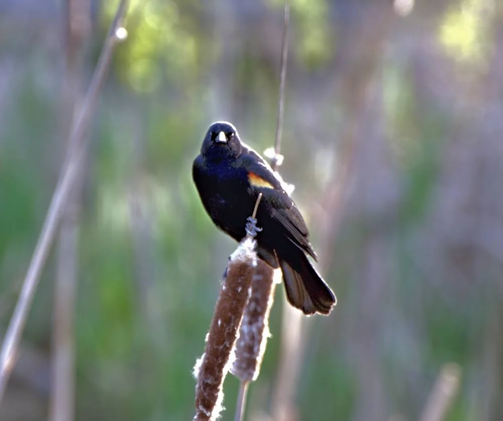 Red Winged Blackbird Juanita.jpg