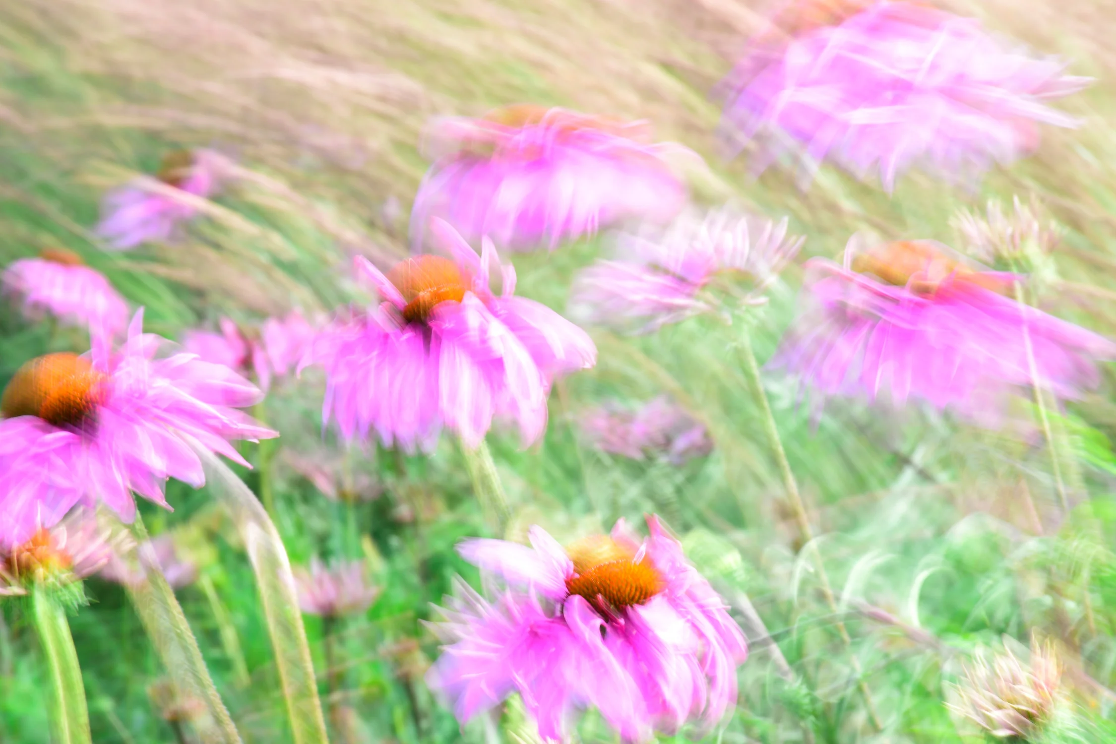 Flowers in the Wind PX.jpg