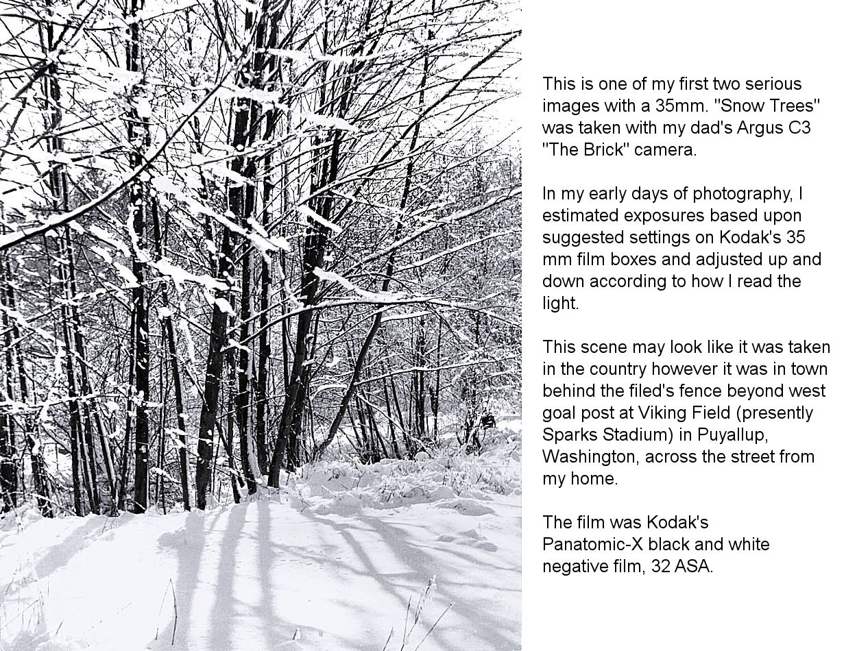 Snow Trees Web.jpg
