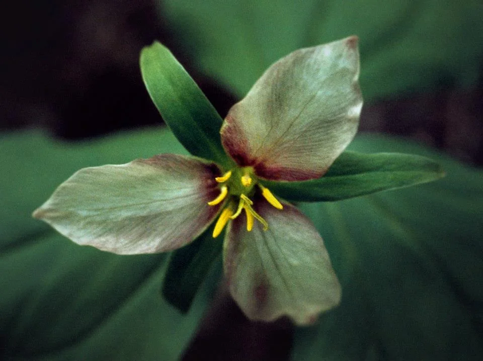 Trillium.jpg