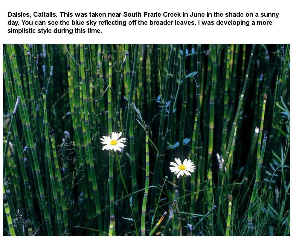 Daisies Cattails Narrative.jpg