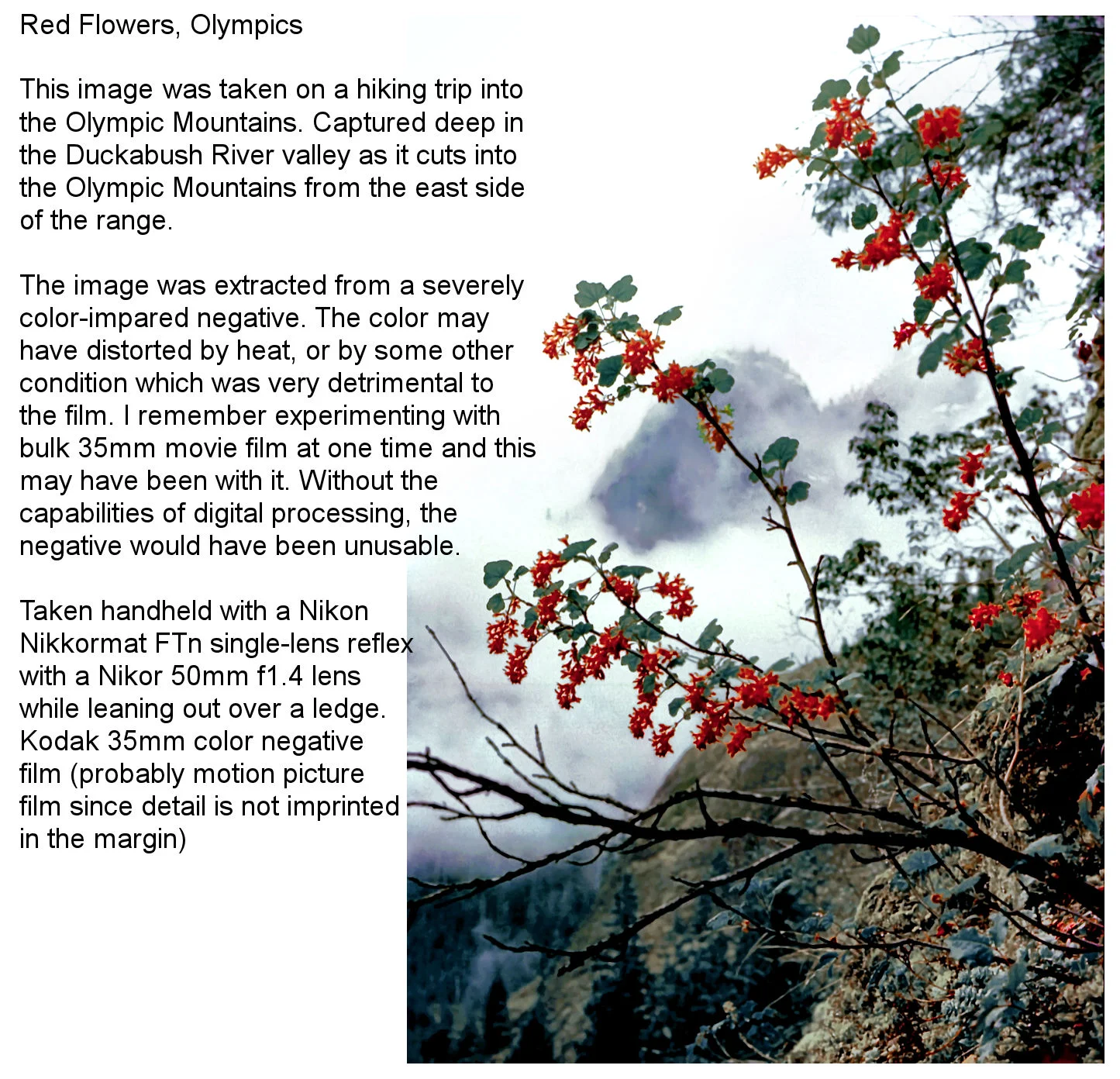 RedFlowersOlympics Narrative.JPG