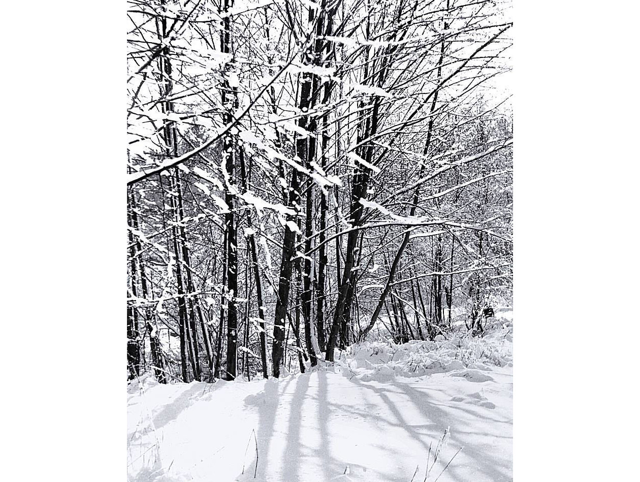 Snow Trees Web 2.jpg