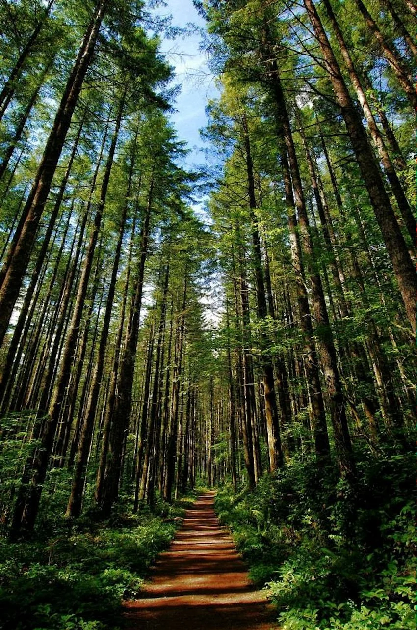 A path less followed.jpg