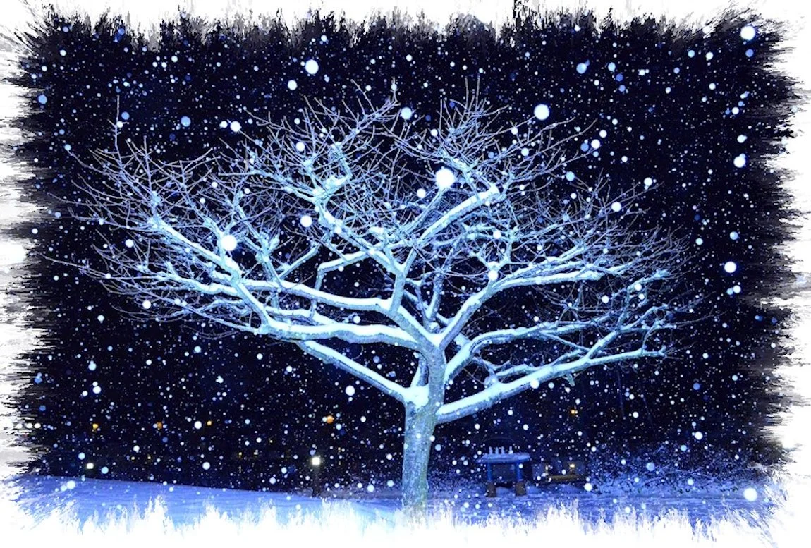 Snow_Tree_CP_Web.jpg