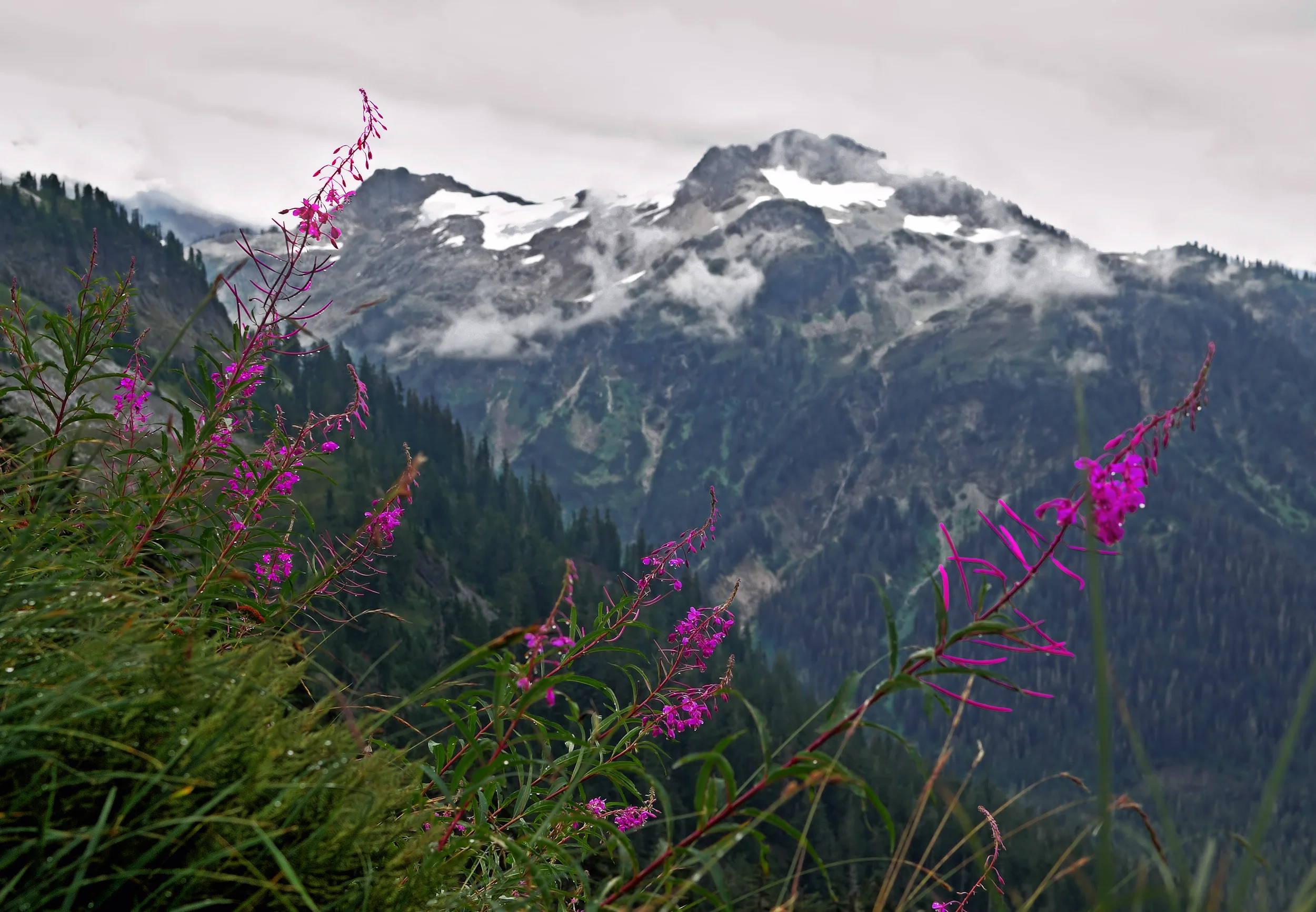 Mount Shuksan Flowers Overcast FB.jpg