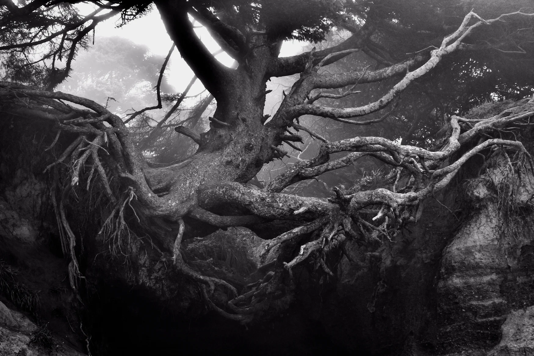 Tree of Life_Web.jpg