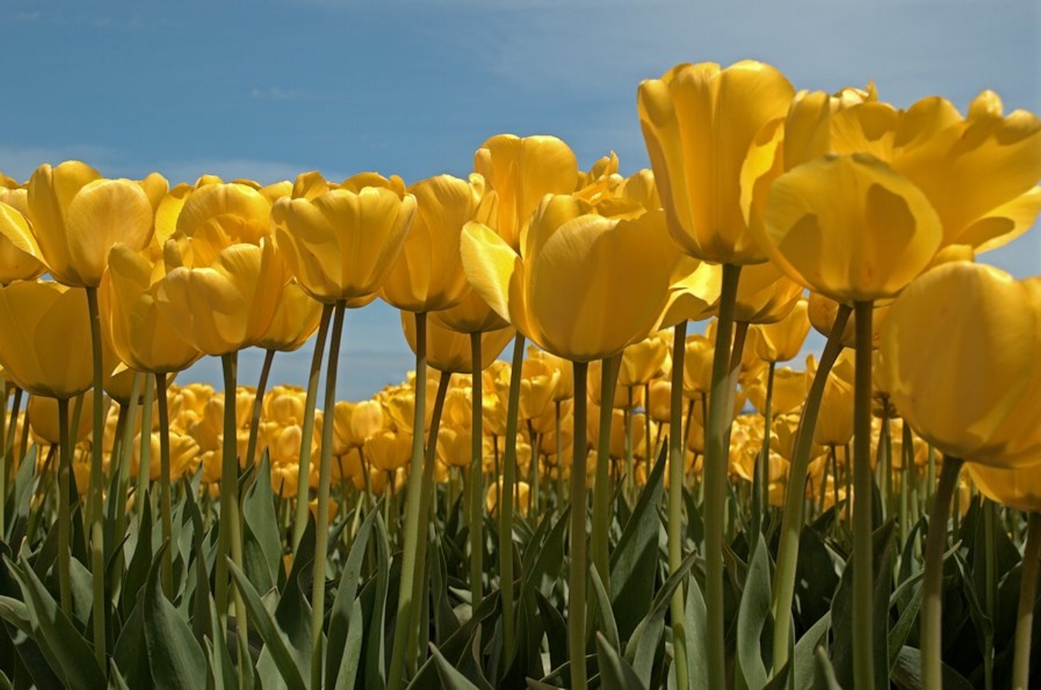 Tulips_Yellow_Skagit.jpg