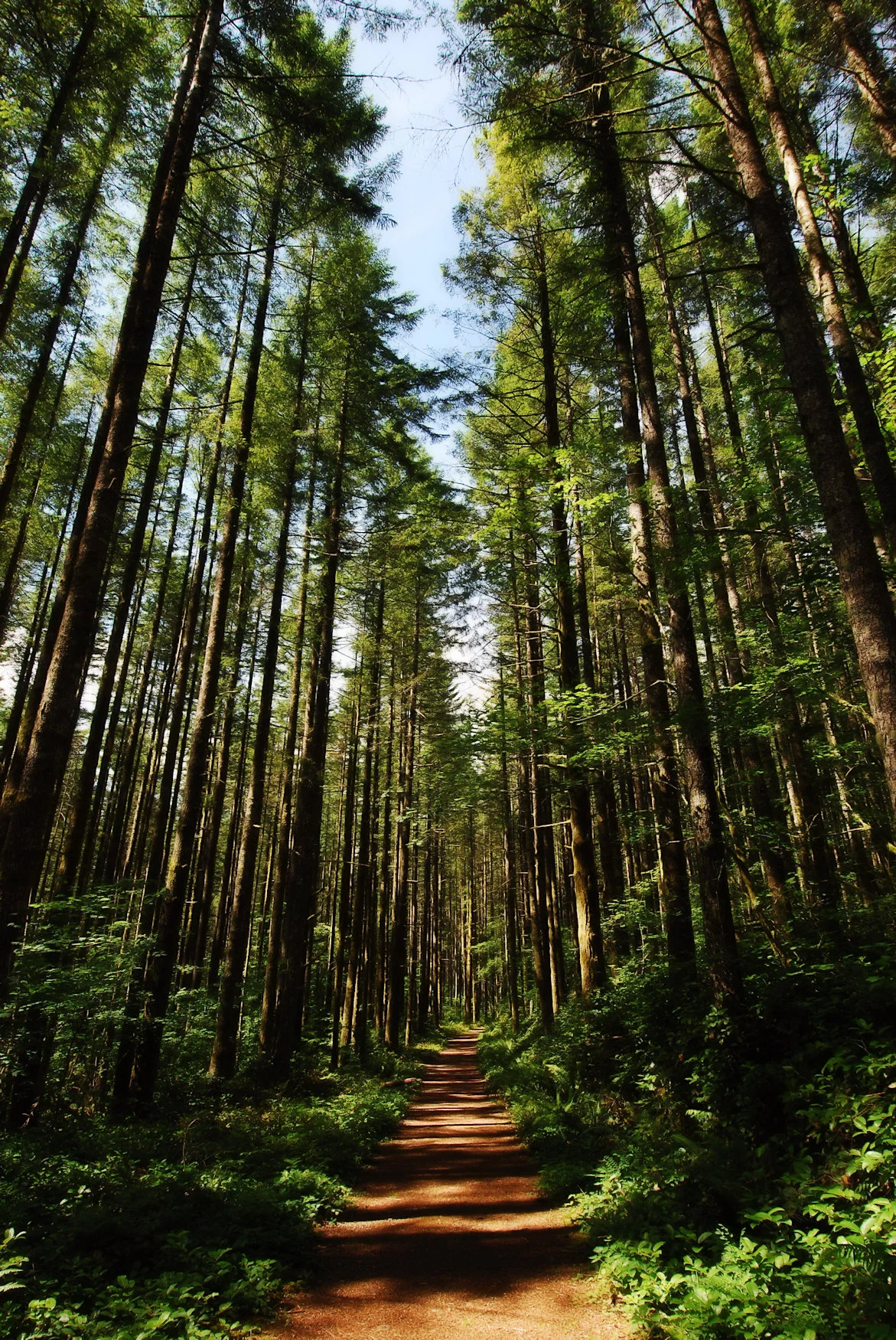 A Path Less Followed Medium.jpg