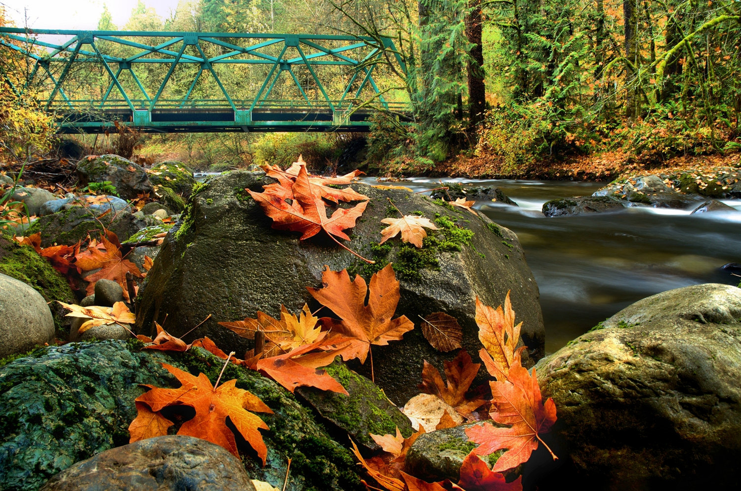 Fall Colors_01NX-D.jpg