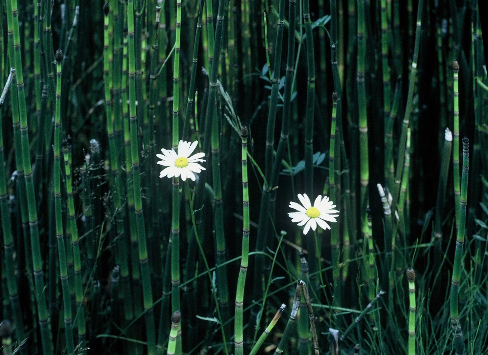 DaisiesCostcoScan.jpg