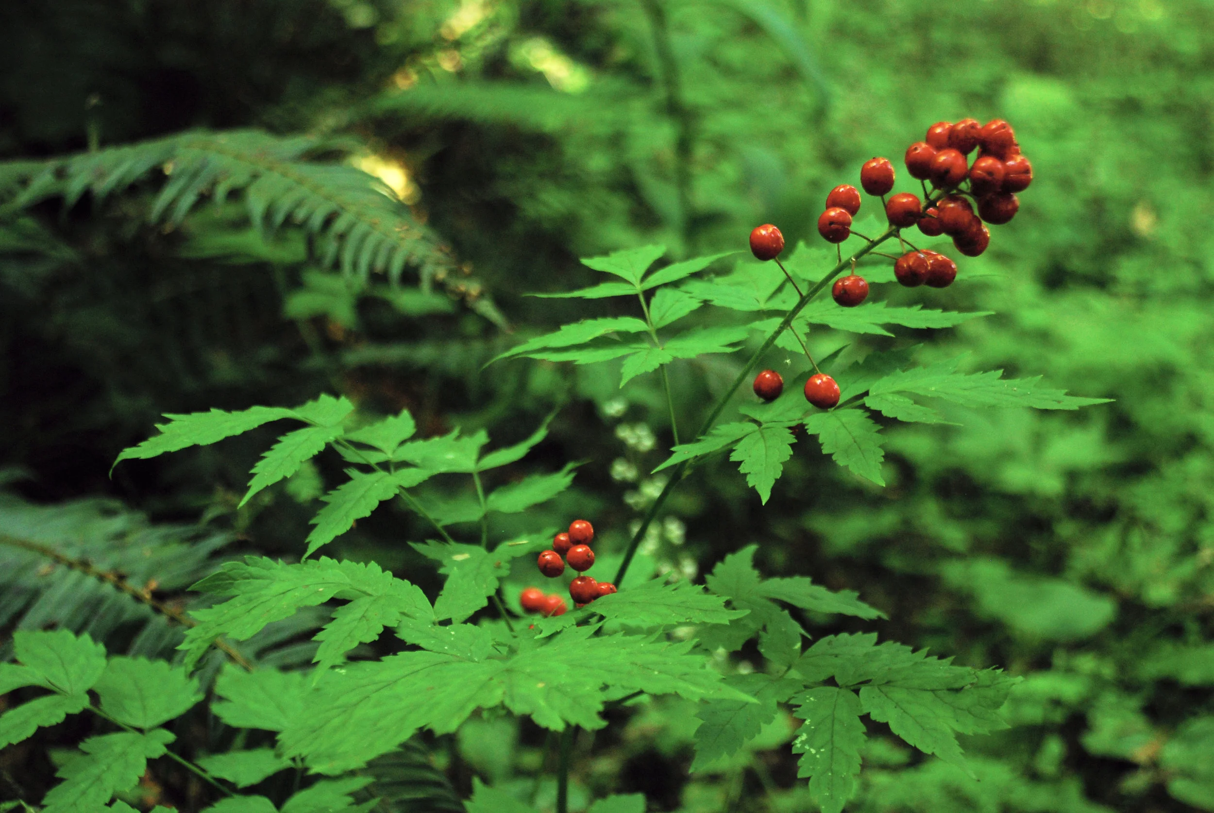 Berries Tiger Mountain.jpg