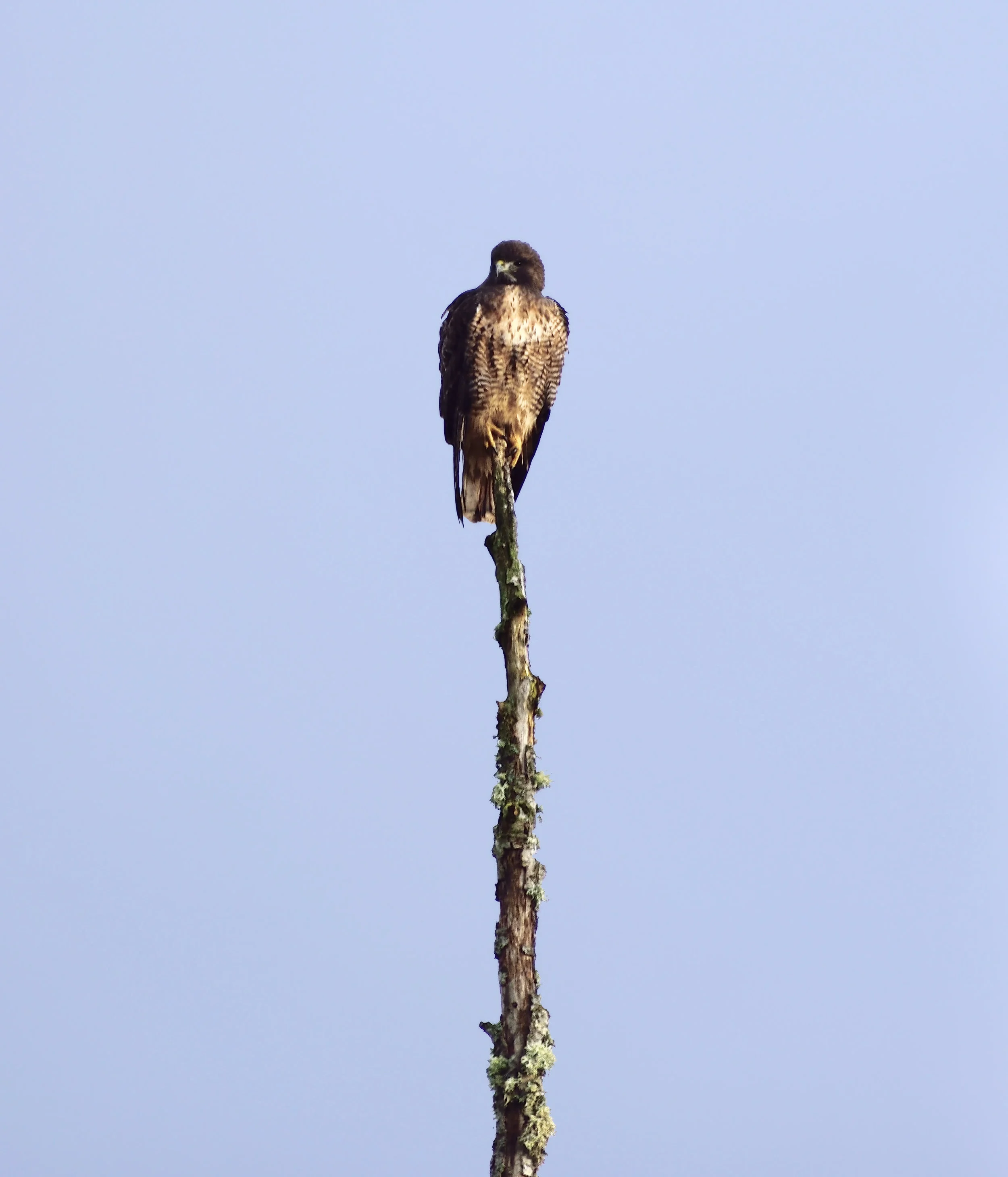Hawk.jpg