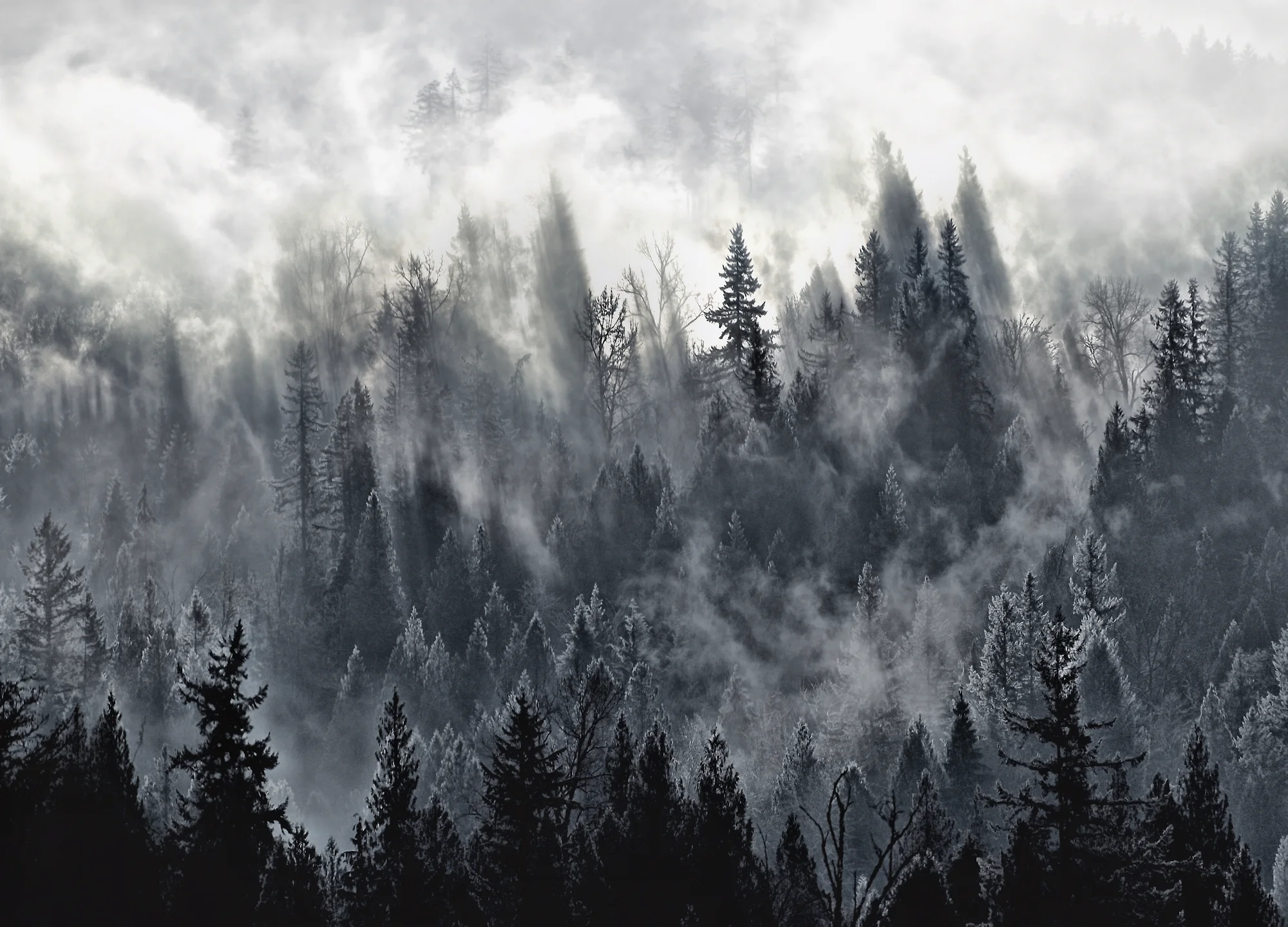 Forest Web.jpg
