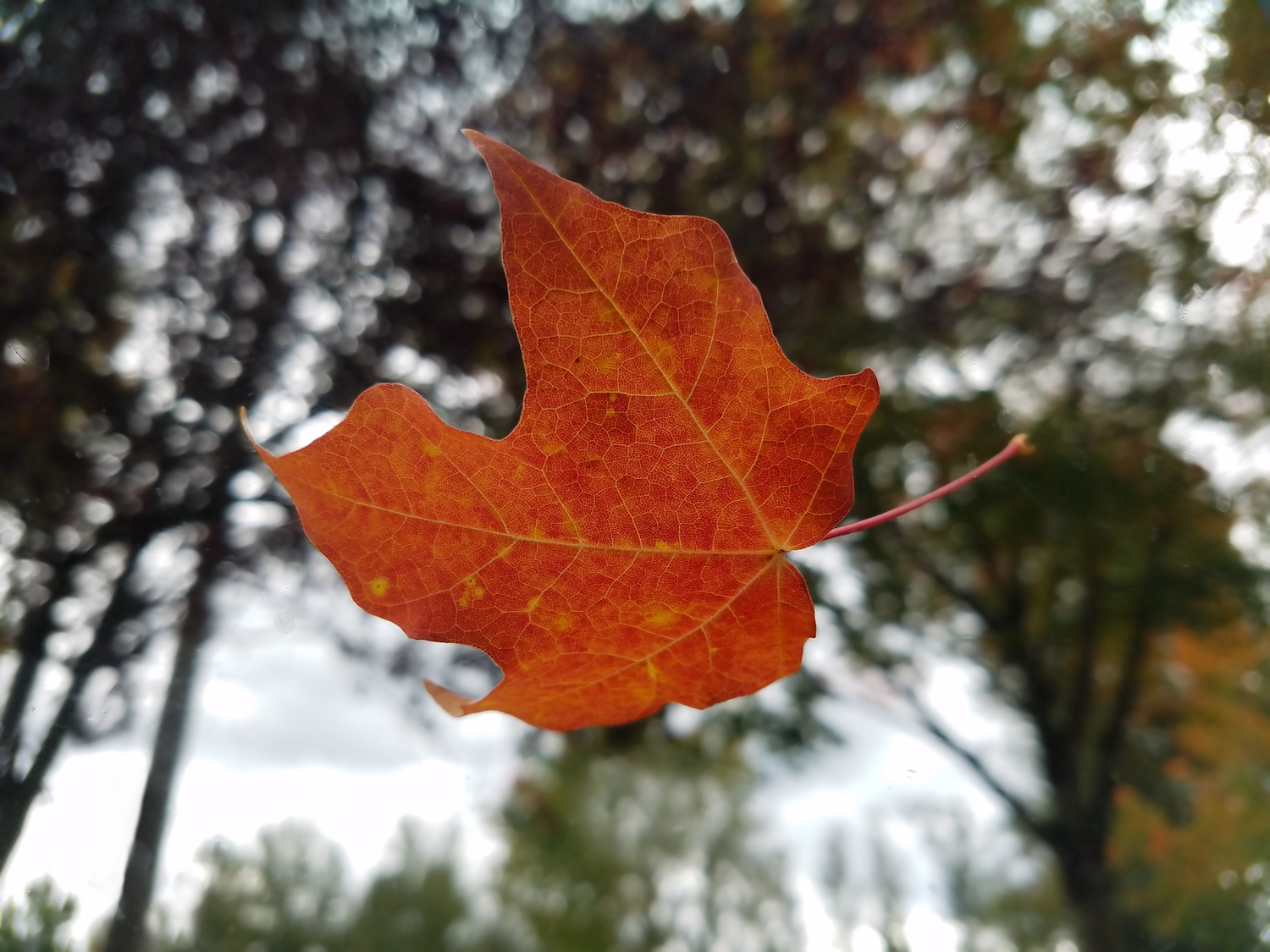 Fall Leaf Cellphone Web.jpg