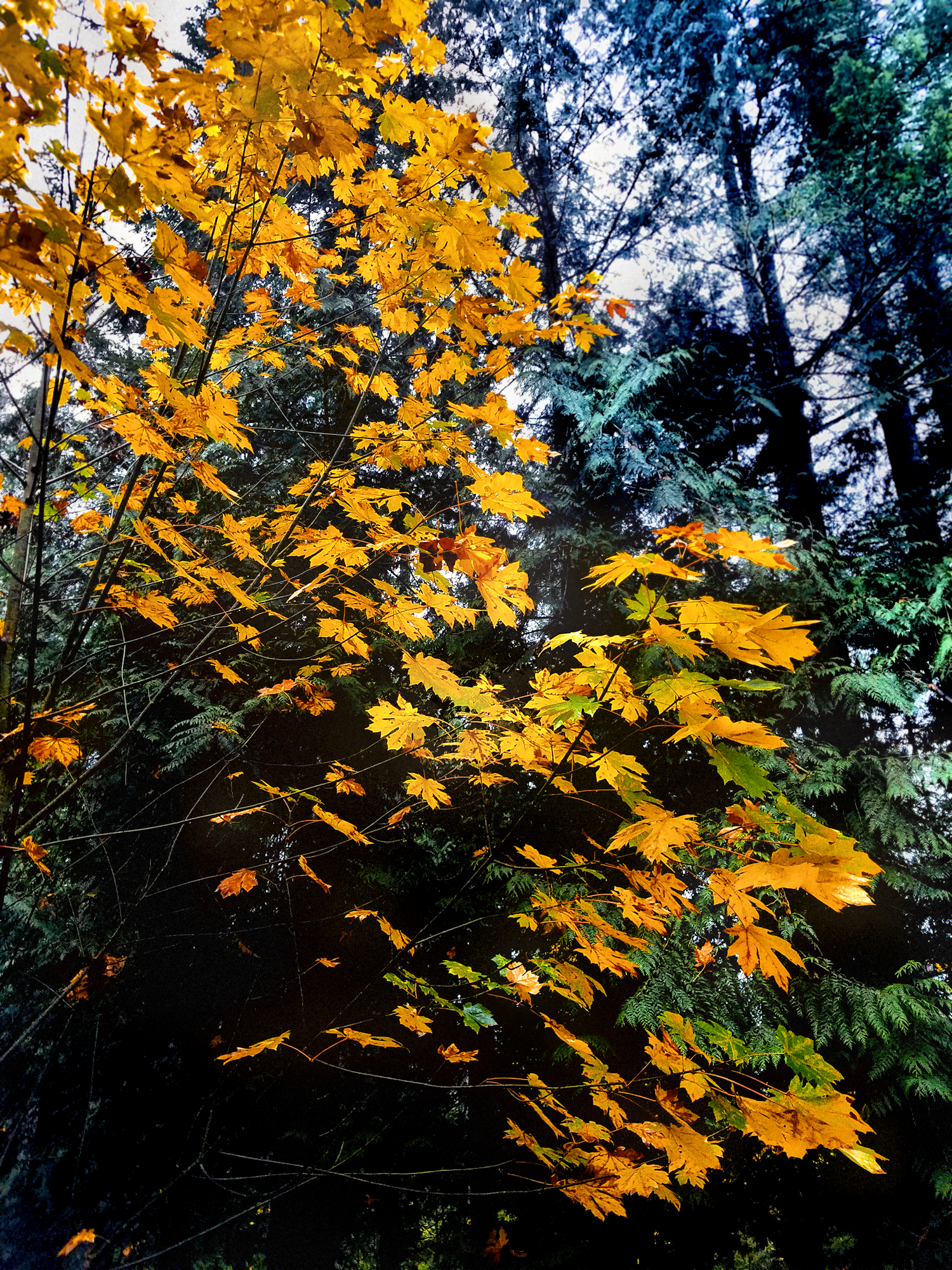 Fall Leaves Cellphone Web.jpg