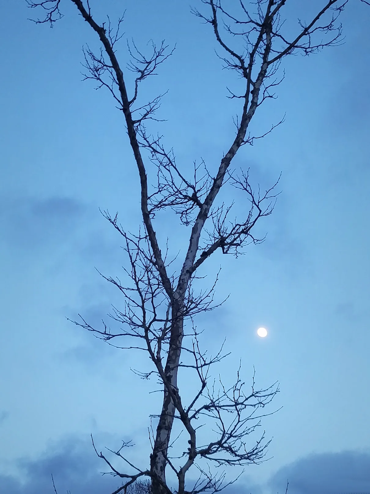 Moon Birch Tree Blue Hour FB.jpg