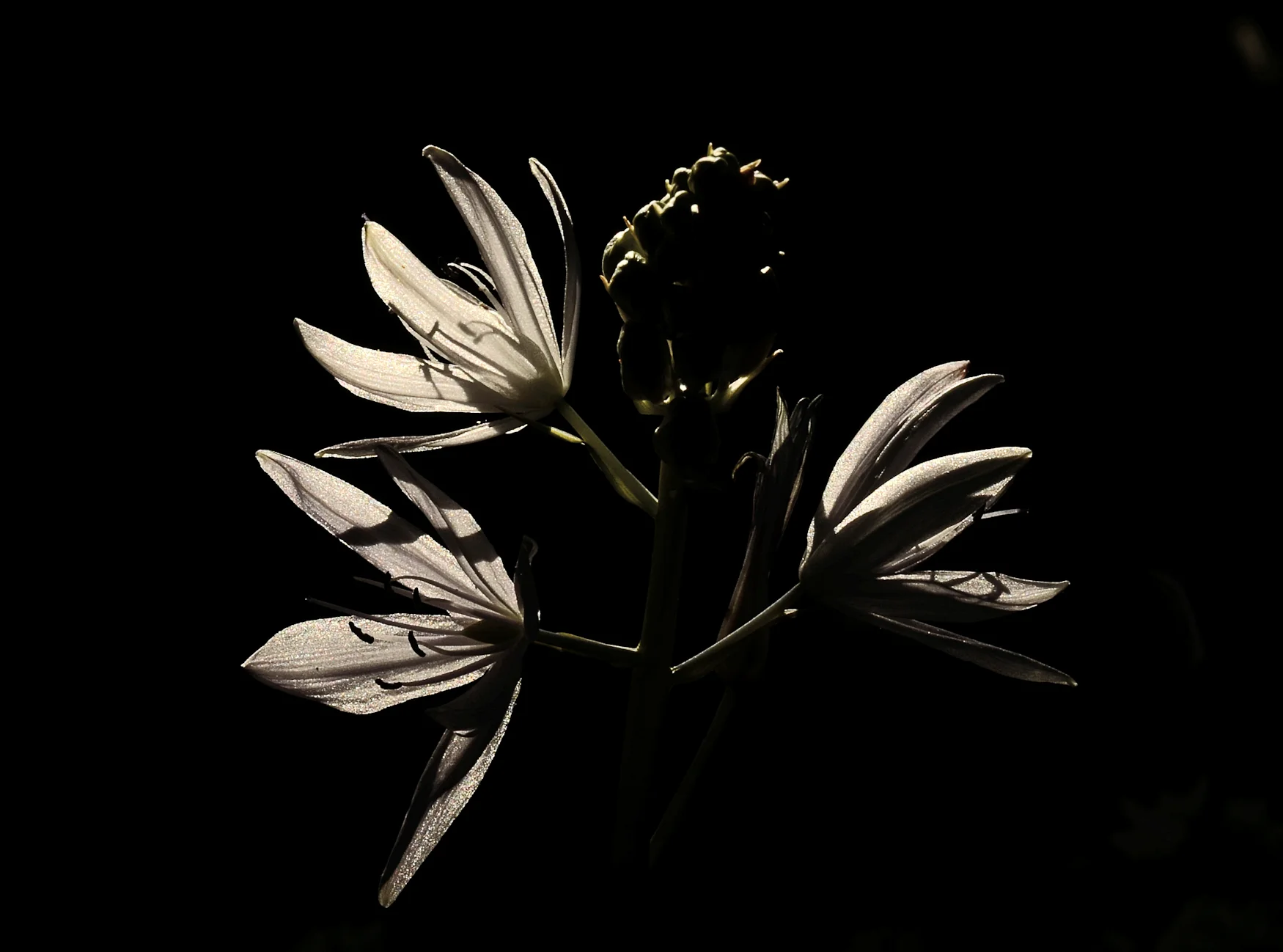 High Contrast White Flowees Ste Michelle SP.jpg
