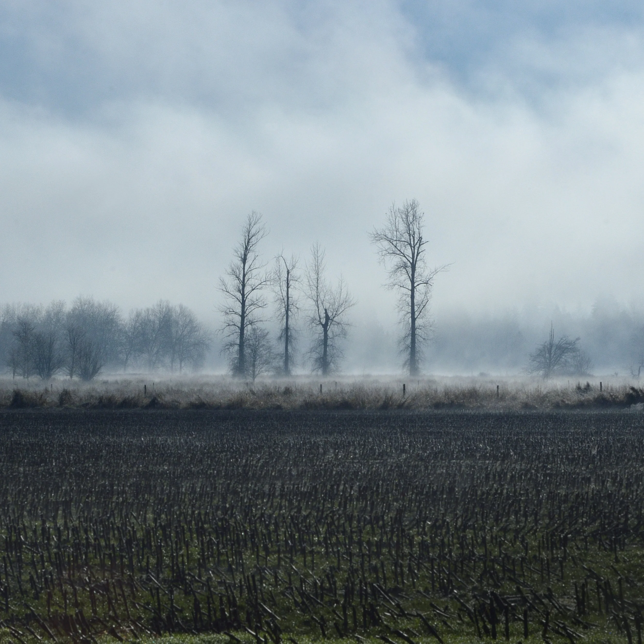Snoqualmie Valley Trees in the Fog.jpg