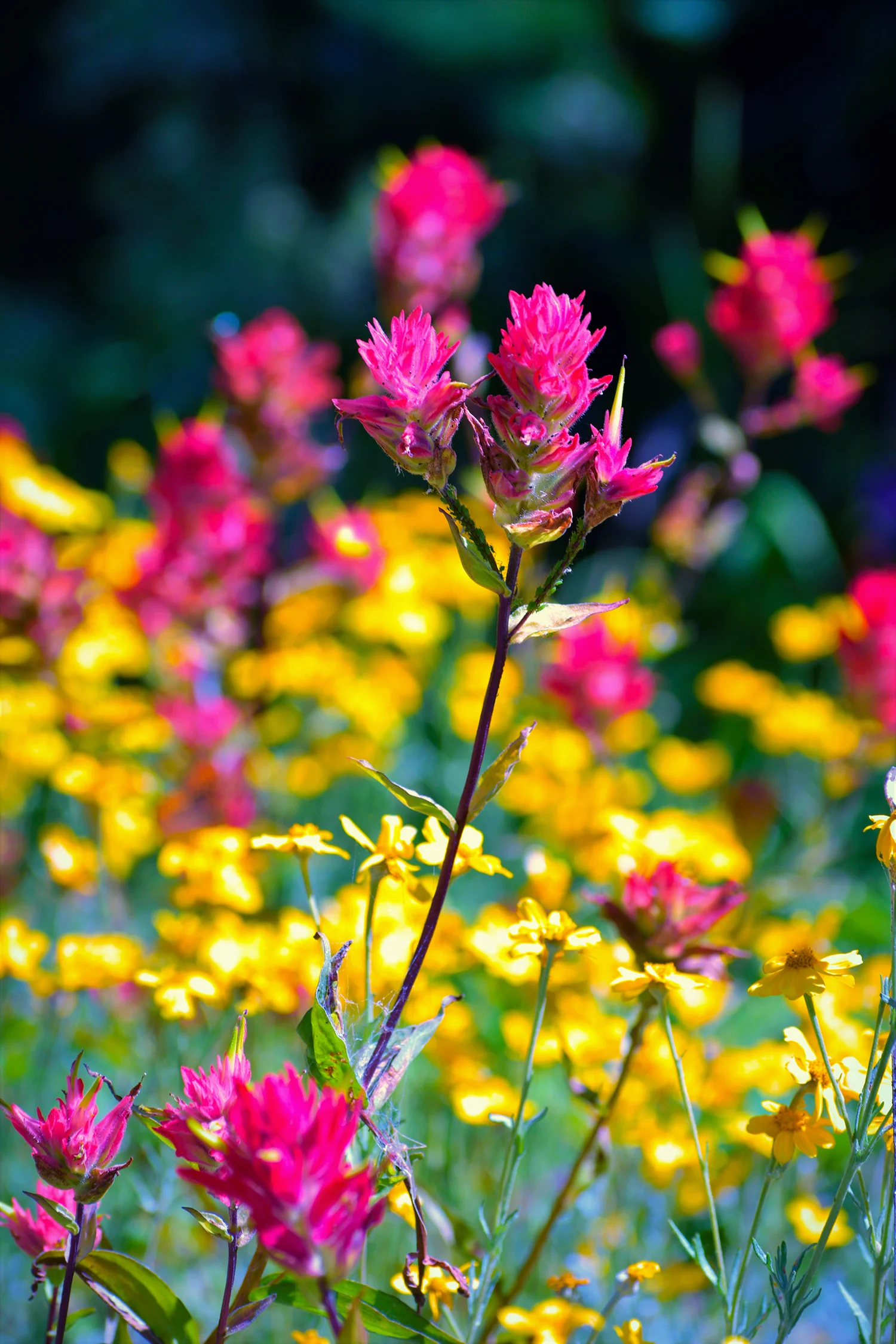 Indian Paintbrush Web.jpg