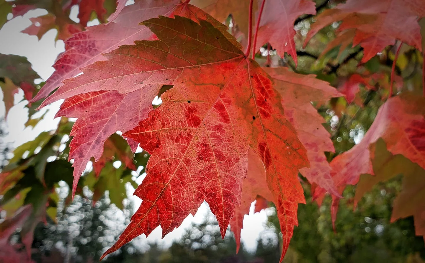 First color fall 2018.jpg