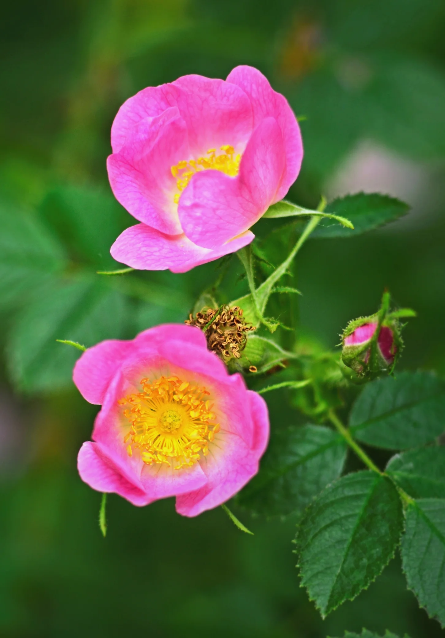 Bellevue Botanical Macro_Web 00013.jpg