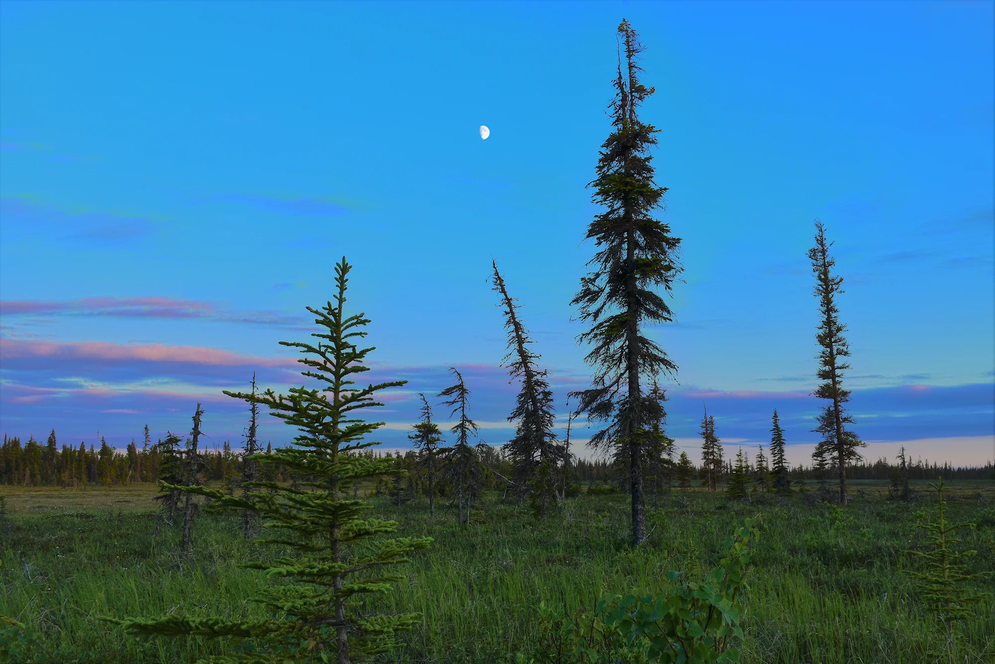 Muskeg Web.jpg