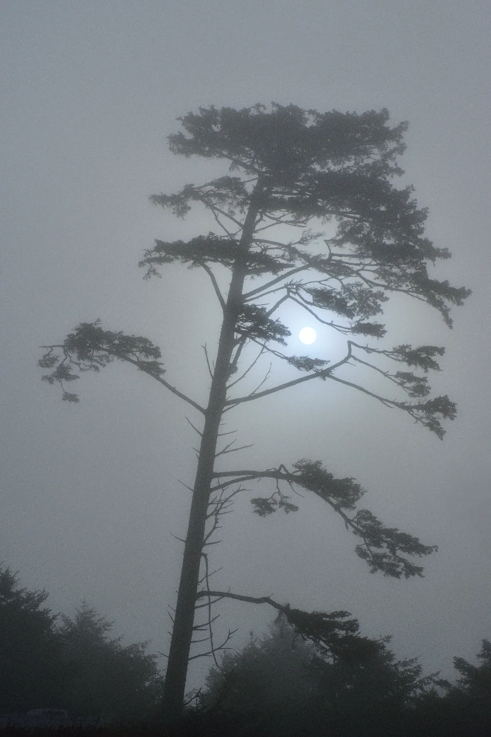   Coastal Tree Series Purchase Options  