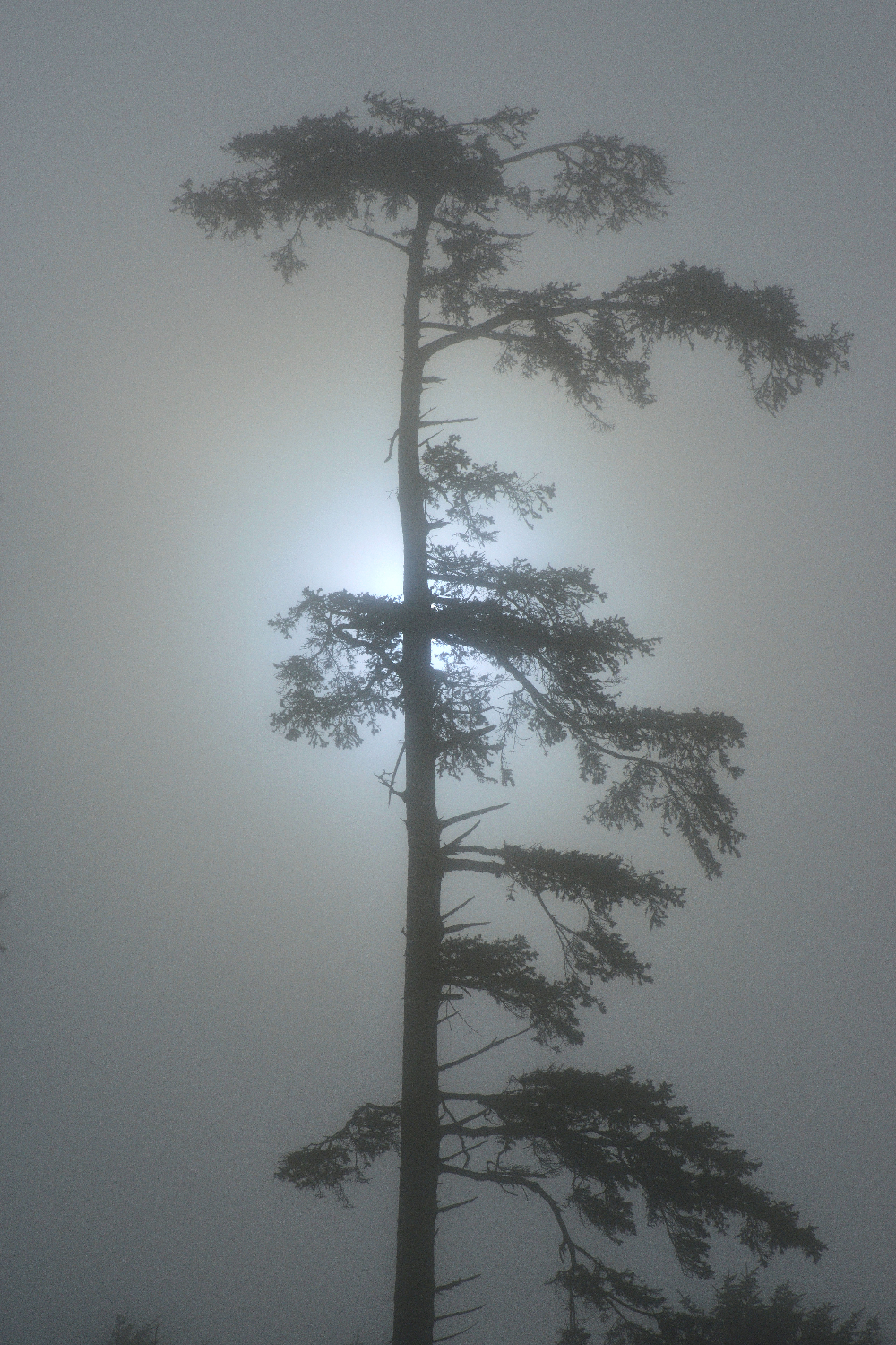   Coastal Tree Series Purchase Options  