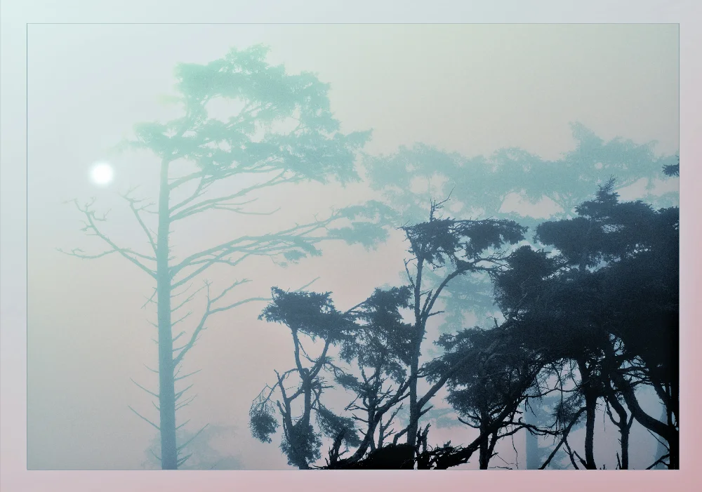   Coastal Tree Series Purchase Options  