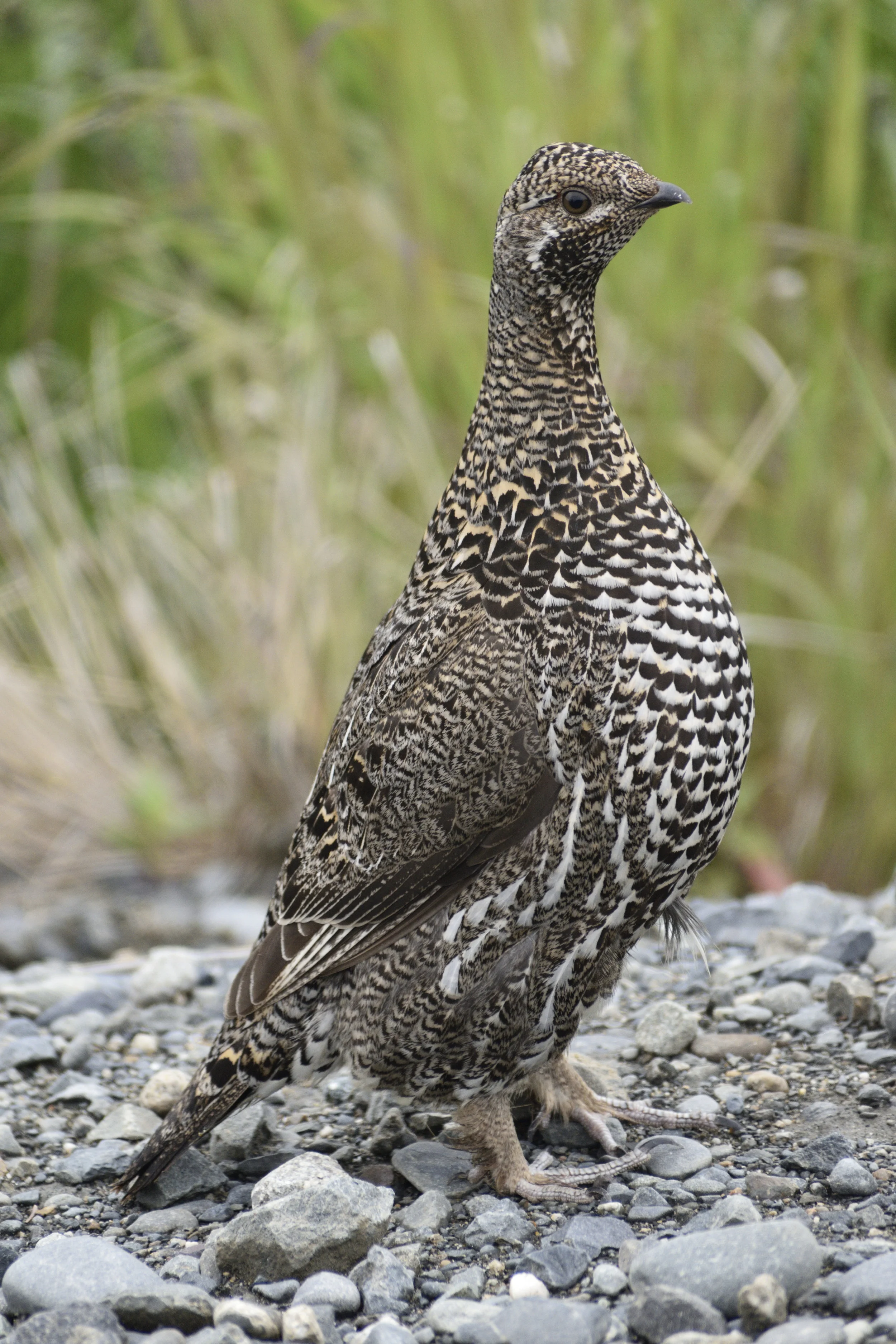Grouse_00001.jpg