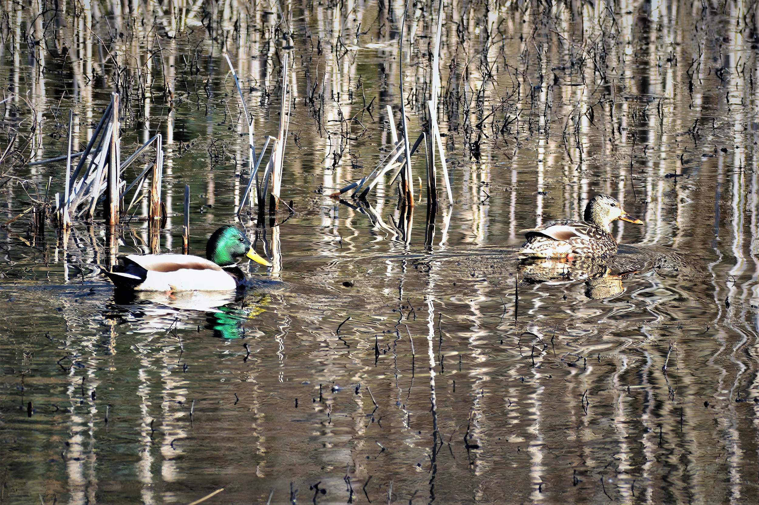 Duvall Ducks Web.jpg