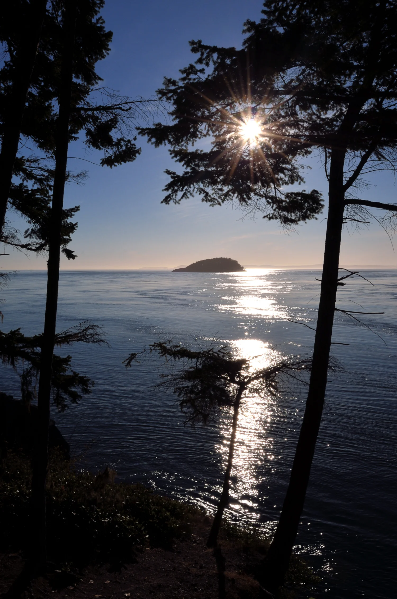 Deception Pass Through Trees. Purchase Options
