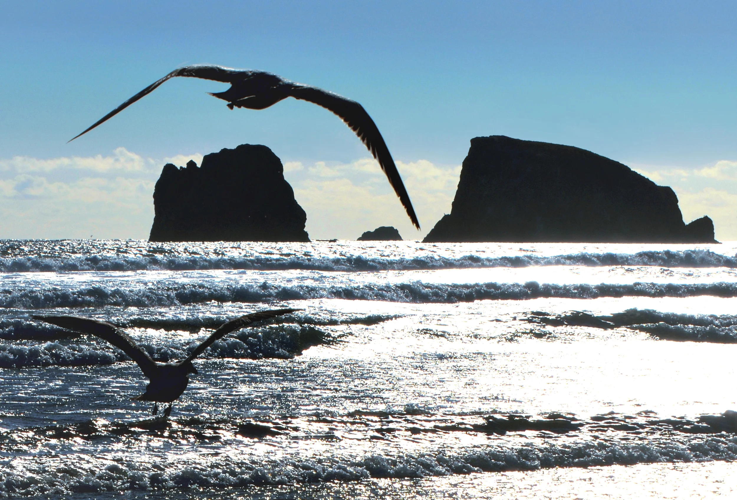 Seagulls at Point Grenville, Washington. Purchase Options