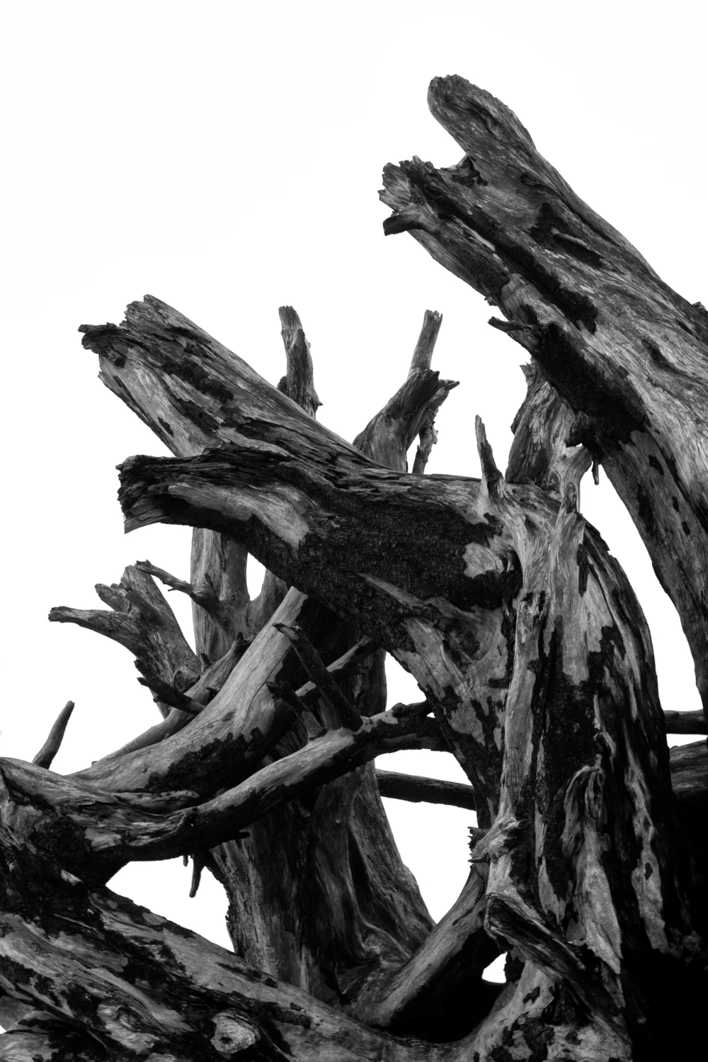 SON01084 Web.jpg