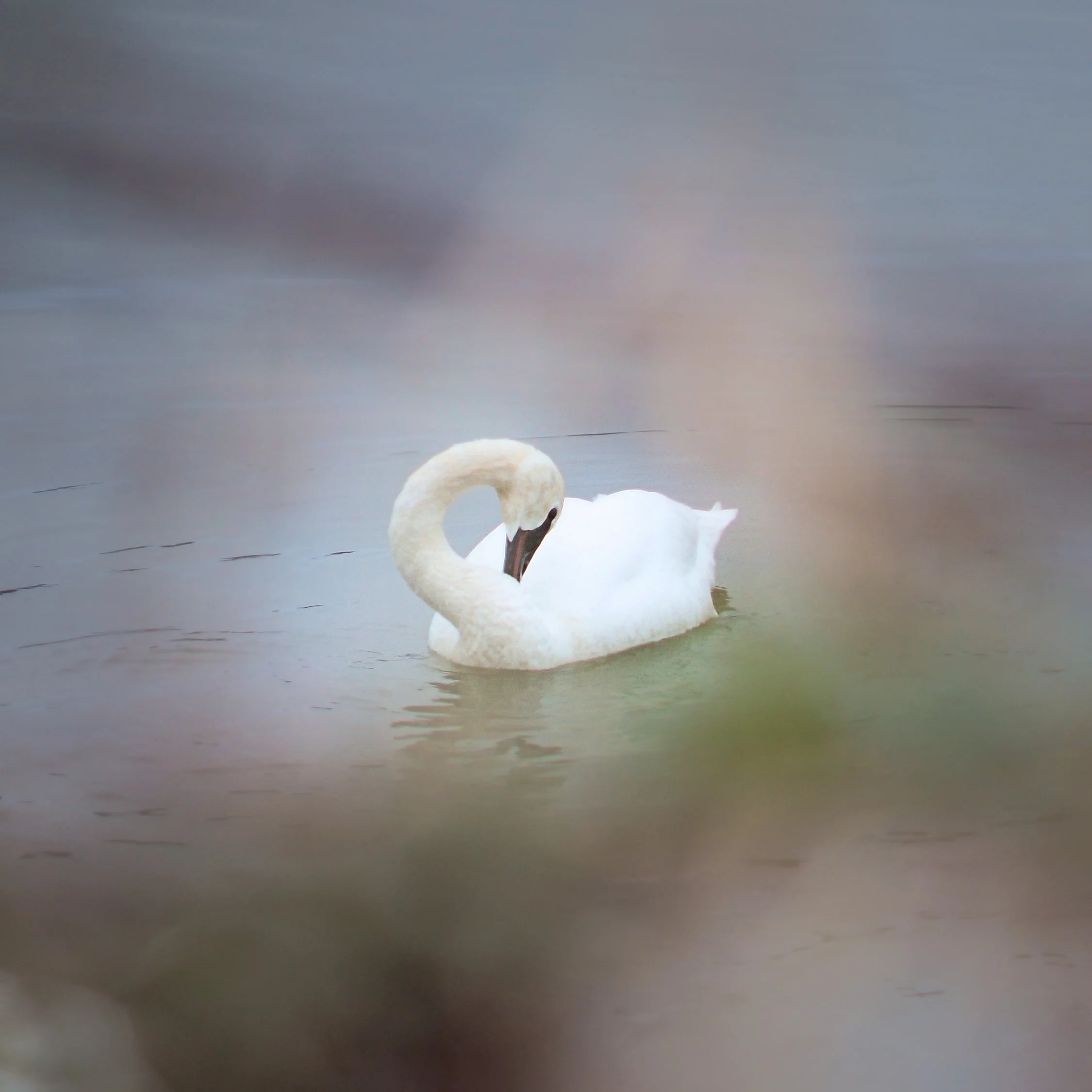 Swan SON02790.JPG